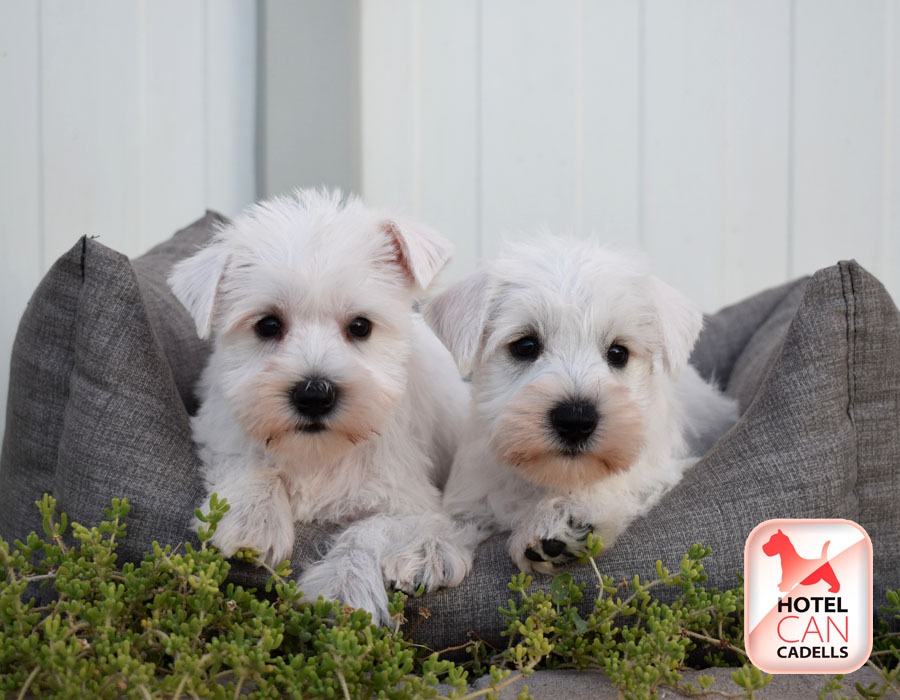 Criadero de Schnauzer Hotelcan