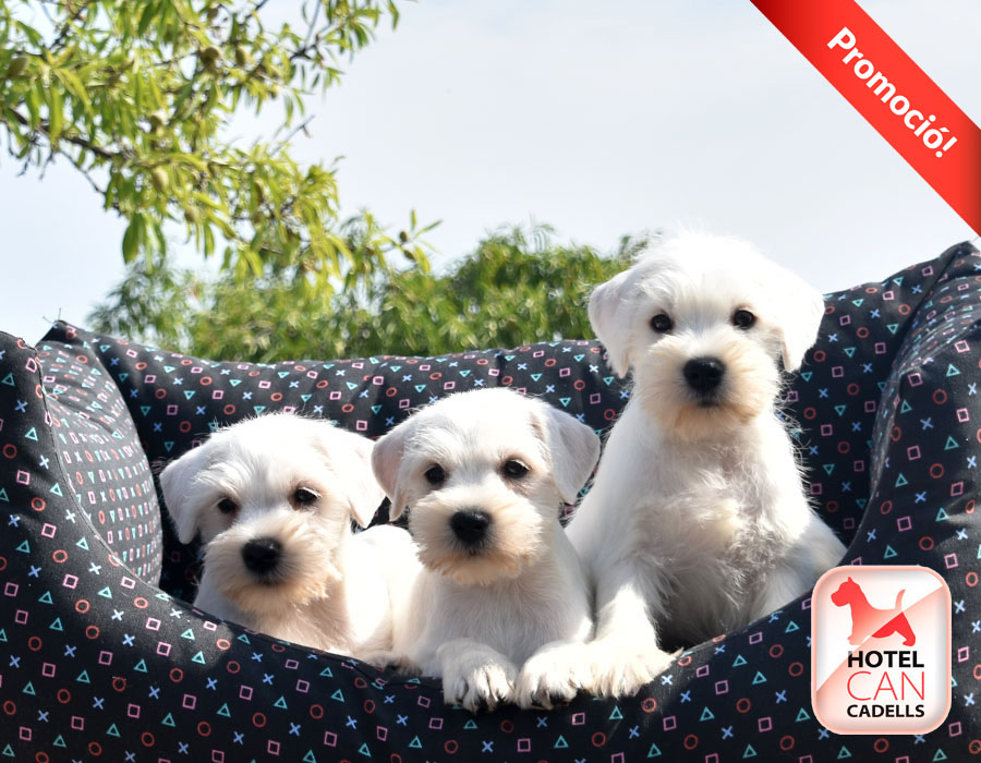 Criadero de Schnauzer Hotelcan