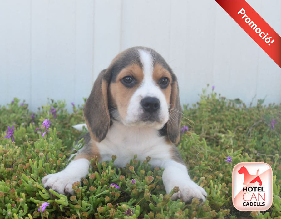 Criadores Beagle Hotelcan