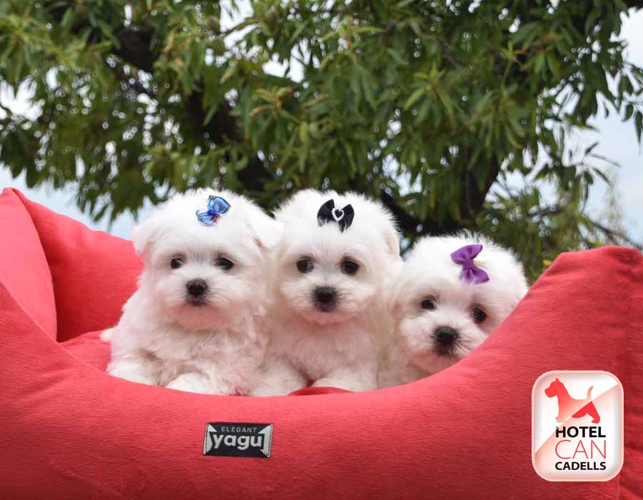 Criadores de Bichon Maltes Hotelcan