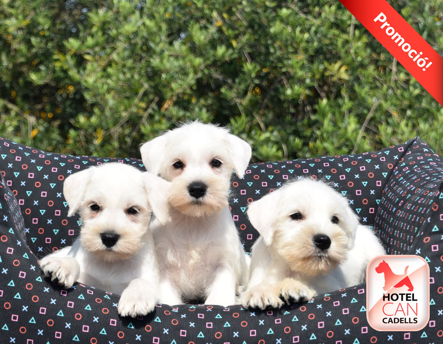 Criadores Schnauzer Miniatura Hotelcan