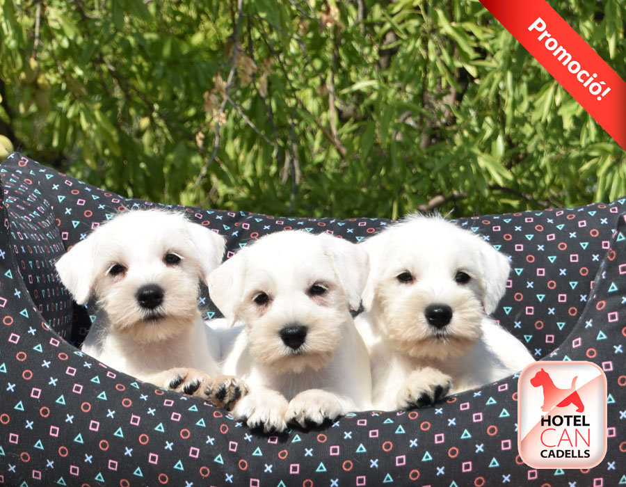 Perritos Schnauzer Hotelcan