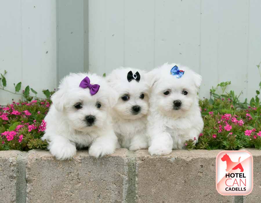 Perro Bichon Maltes precio Hotelcan