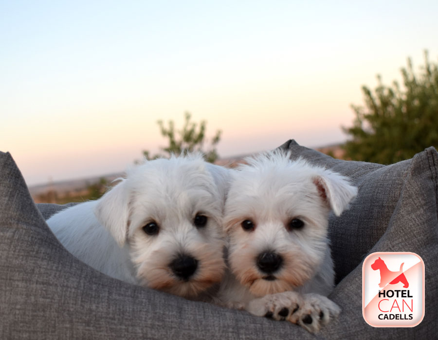 Precio Schnauzer Miniatura Hotelcan