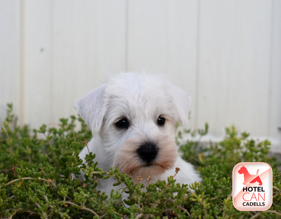Schnauzer Mini precio Hotelcan