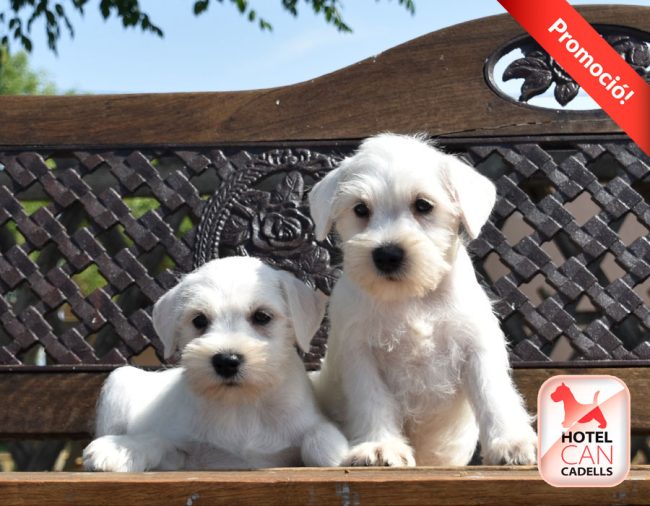 Schnauzer Mini 27-07-2025