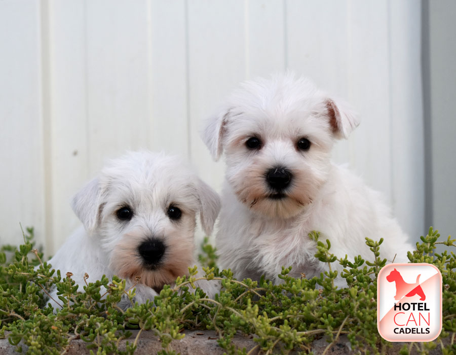 Schnauzer Miniatura Criadero Hotelcan