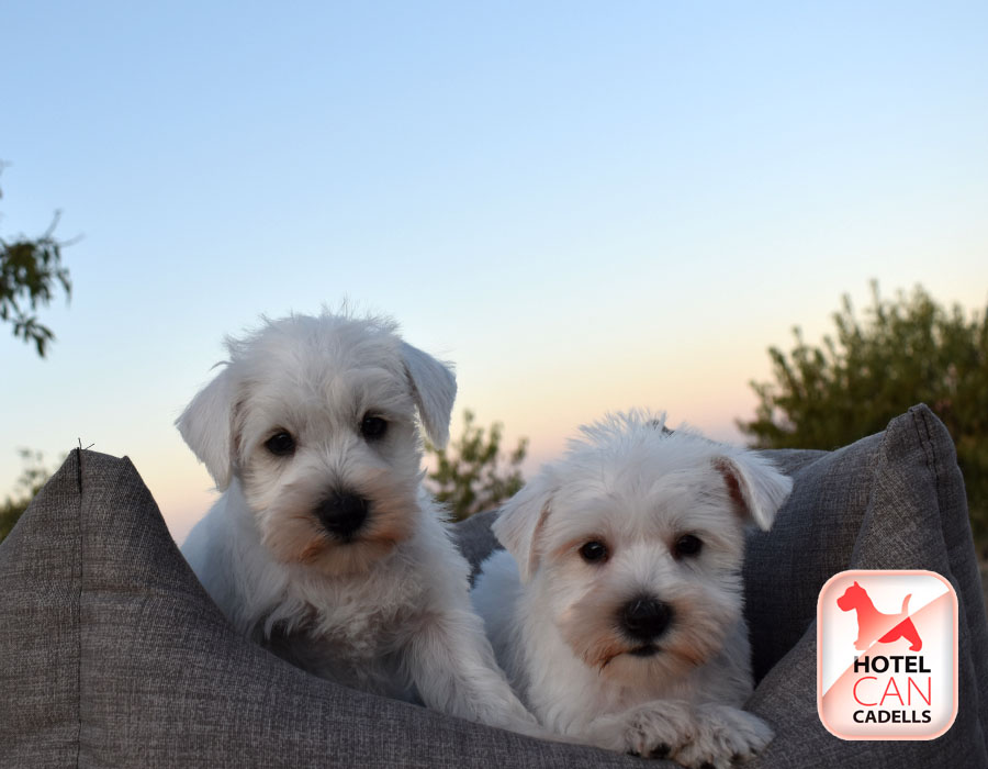 Schnauzer Miniatura venta Hotelcan