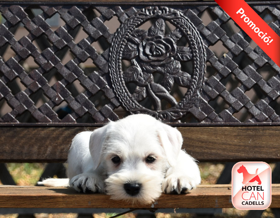 Schnauzer Miniatura venta Hotelcan