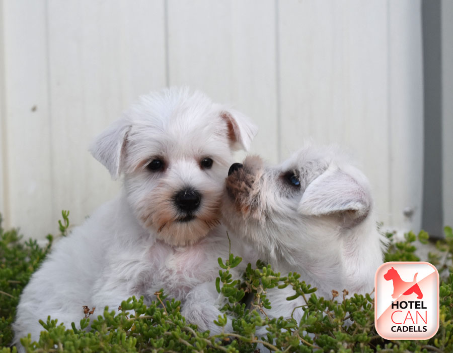 Schnauzer precio Hotelcan