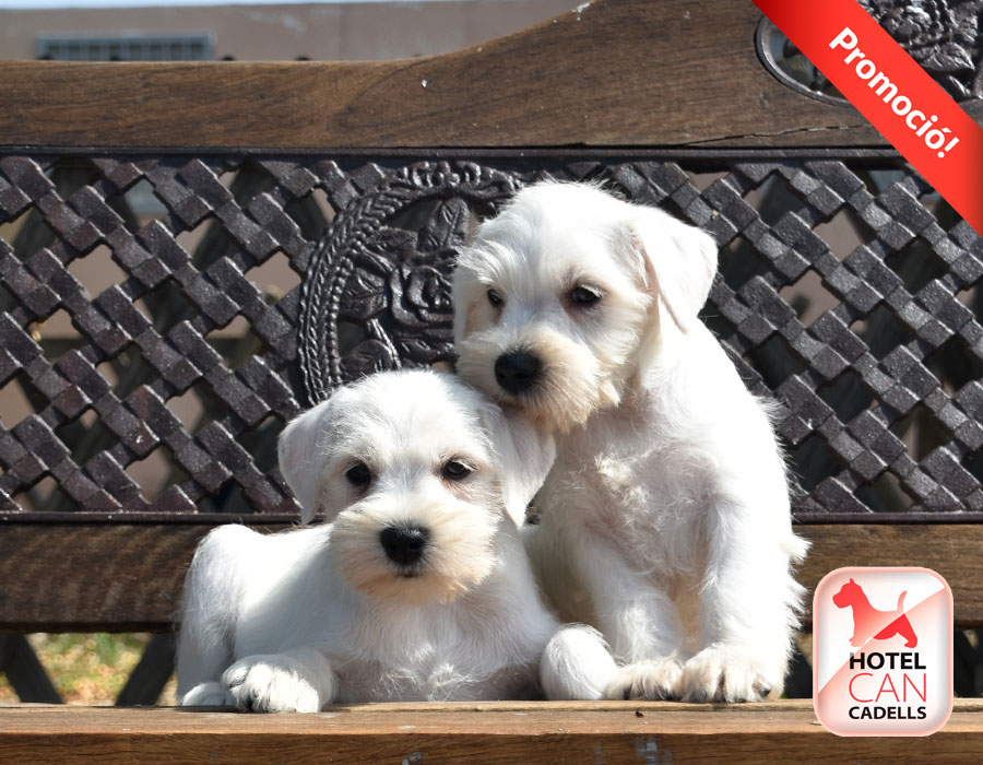Schnauzer precio Hotelcan