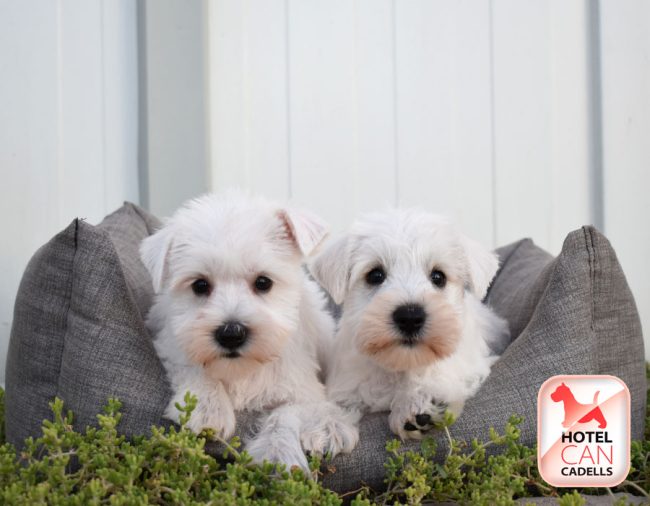 Schnauzer Mini 14-08-2025