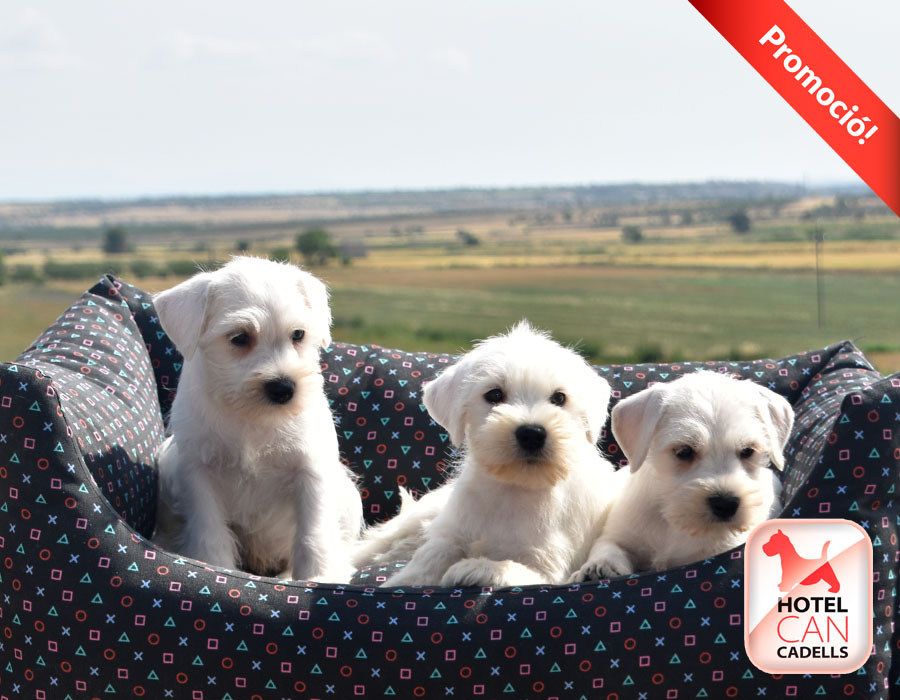 Venta de Schnauzer Hotelcan