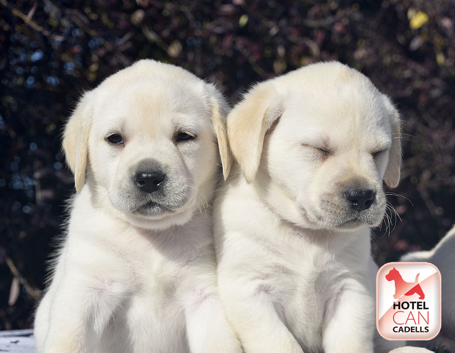 criadero labradores hotelcan