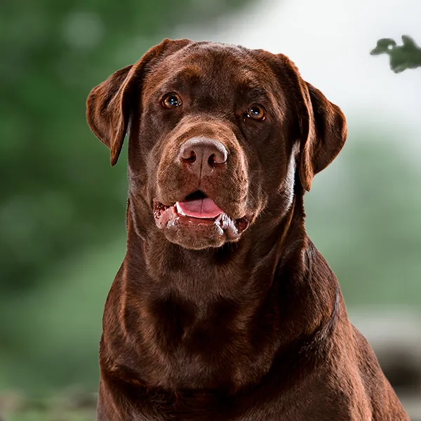 Labrador-Retriever